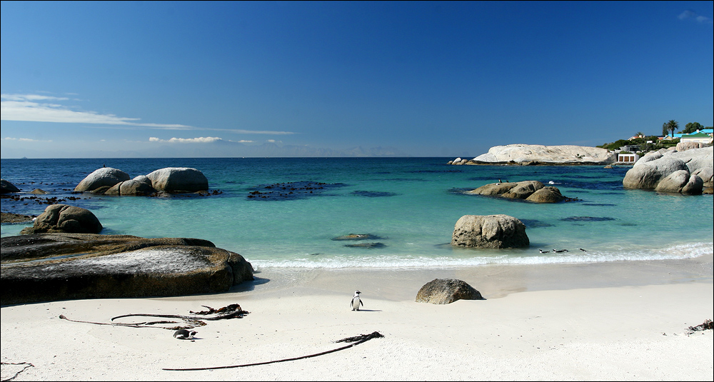 a penguin day on the beach