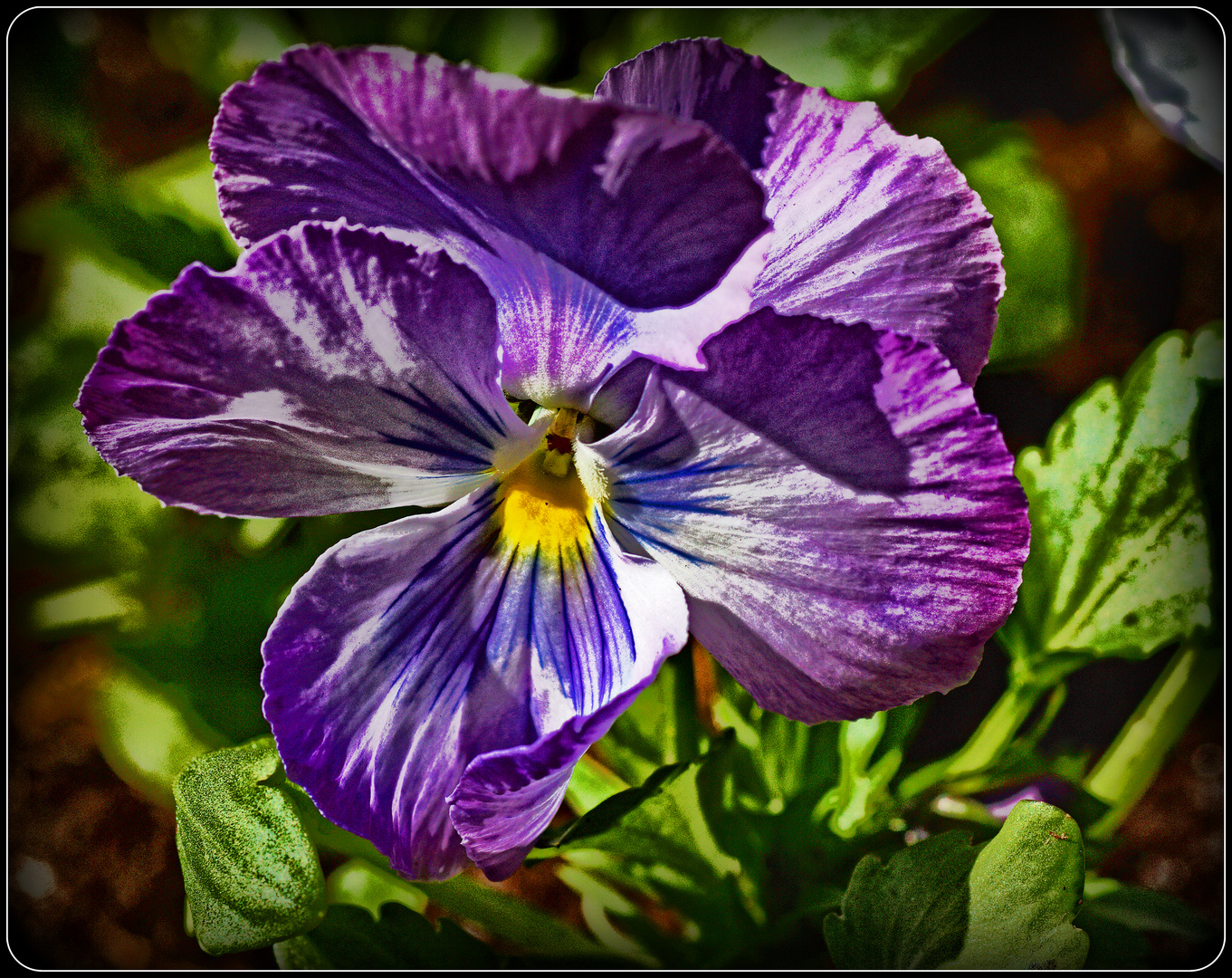 A pensè in my garden