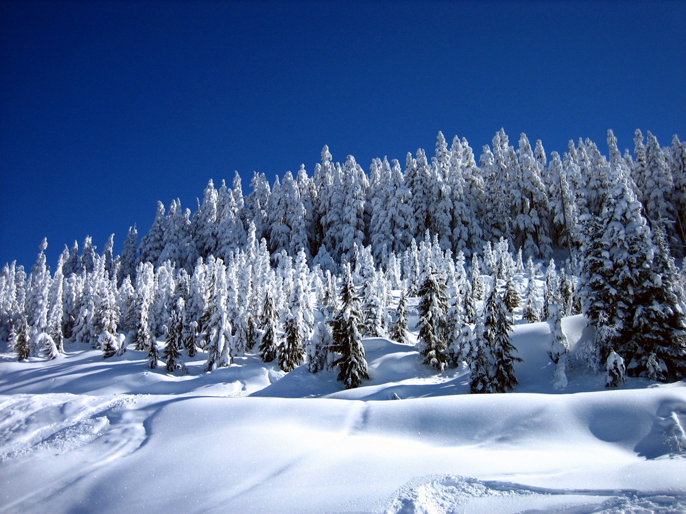 A Perfect Day For Tree Runs!