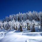 A Perfect Day For Tree Runs!