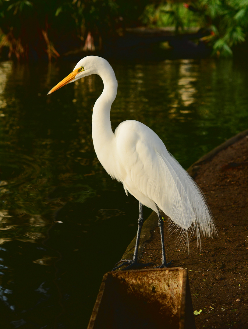A perfect Egret photo
