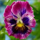 A Perfect Pansy.