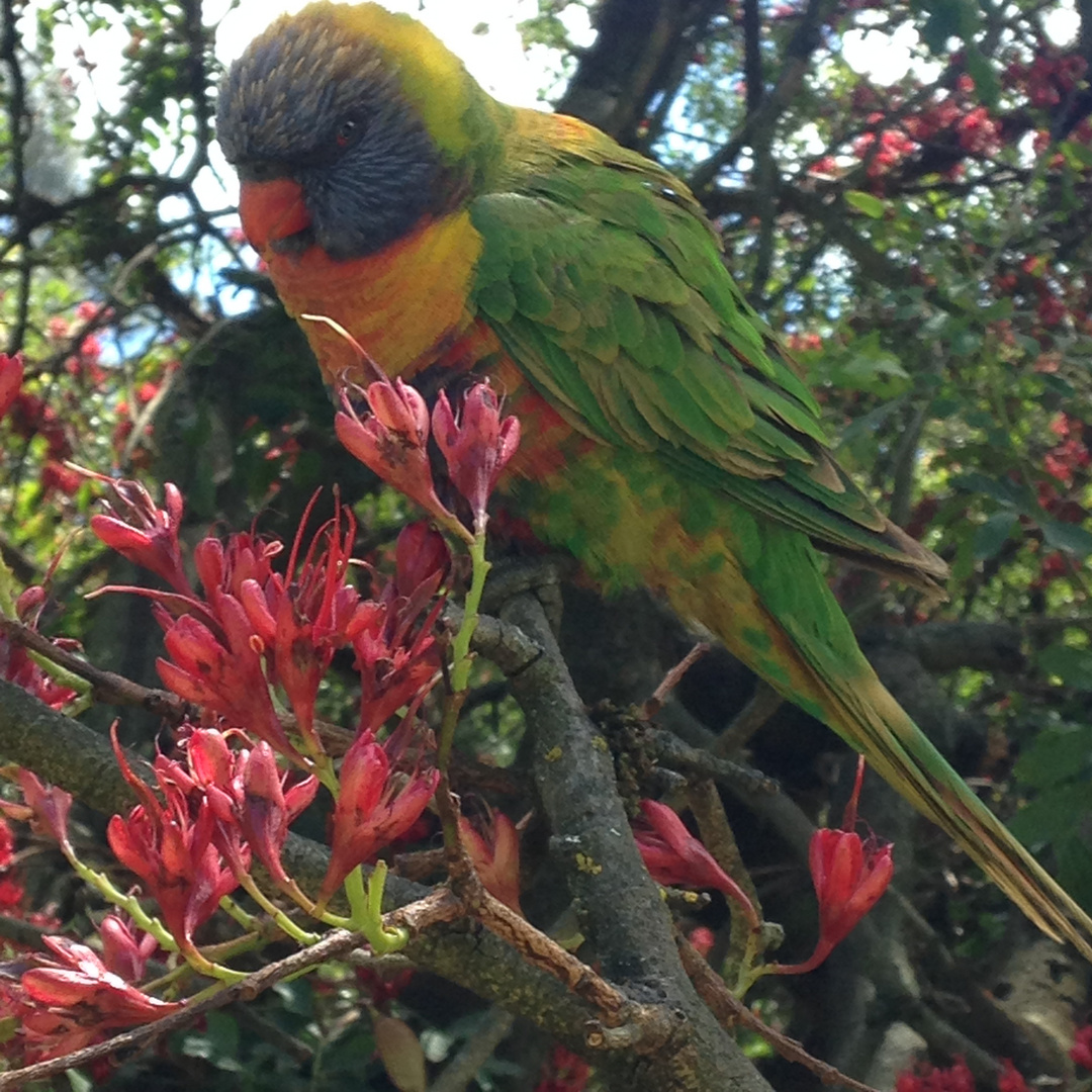 A perrot in Adelaide (Australien)