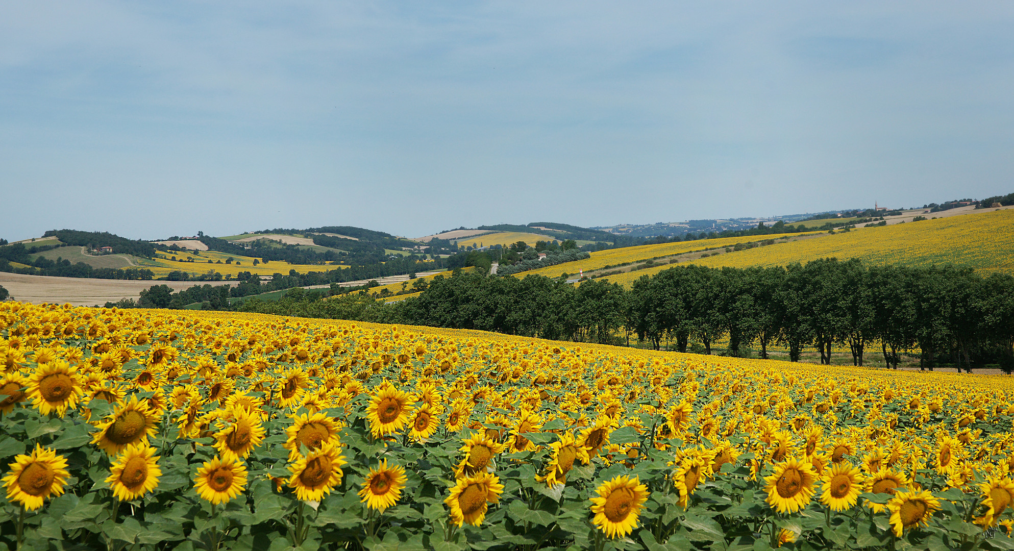 A perte de vue ... les tournesols