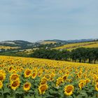 A perte de vue ... les tournesols