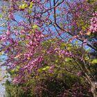 ...a pesar de todo la primavera ha vuelto...