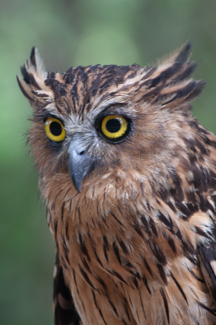 A Philippine Owl
