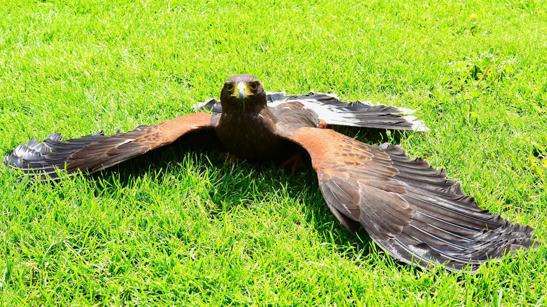  A photo in the same eye level with  A photo in the same eye level with Harris's hawk