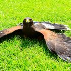  A photo in the same eye level with  A photo in the same eye level with Harris's hawk