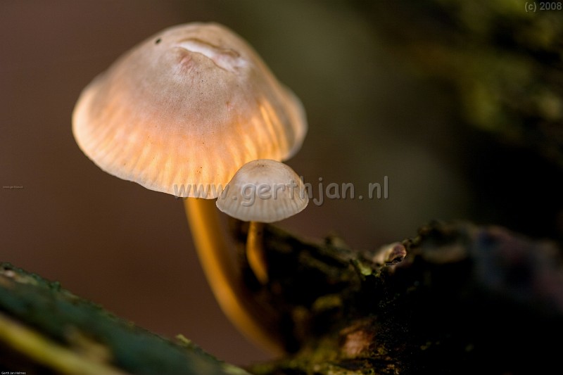 A picture of a fungi