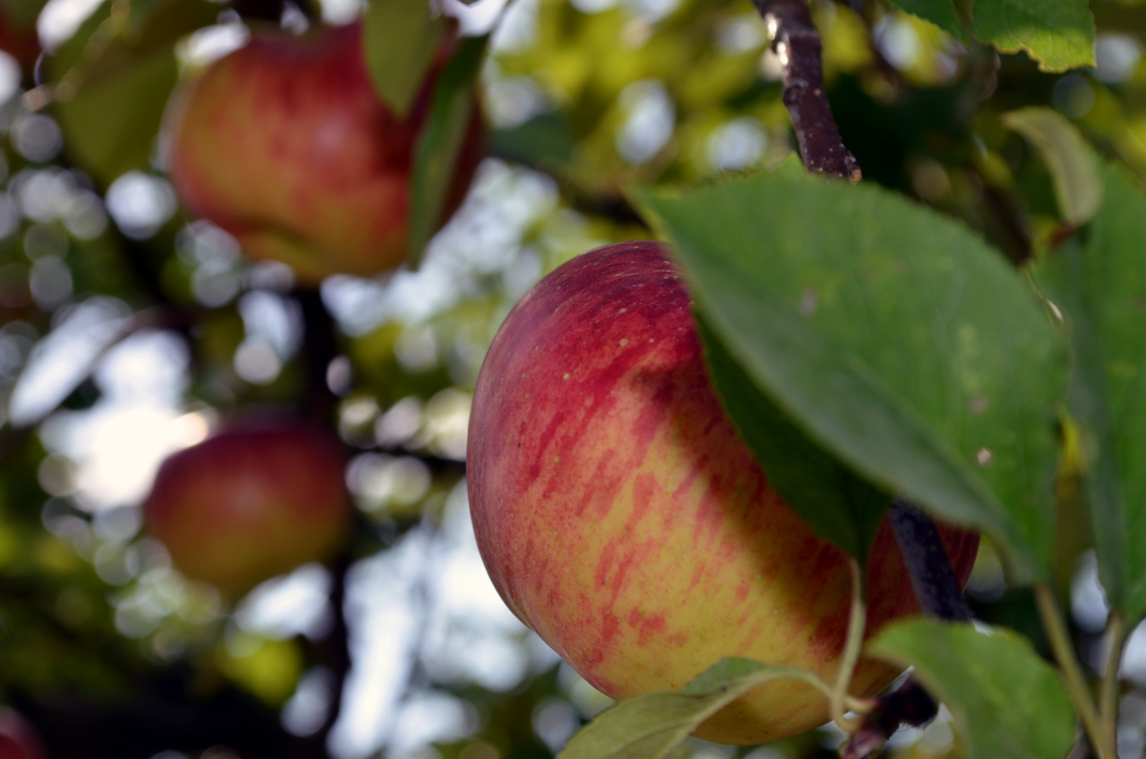 a piece of the appletree