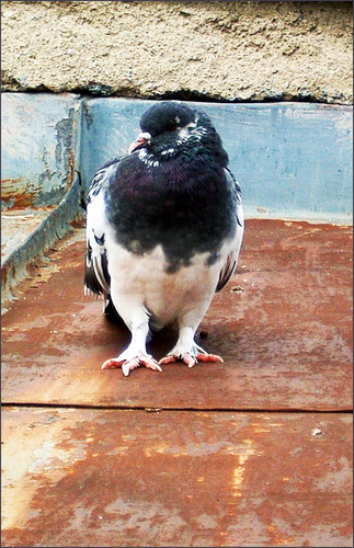 a pigeon on a roof