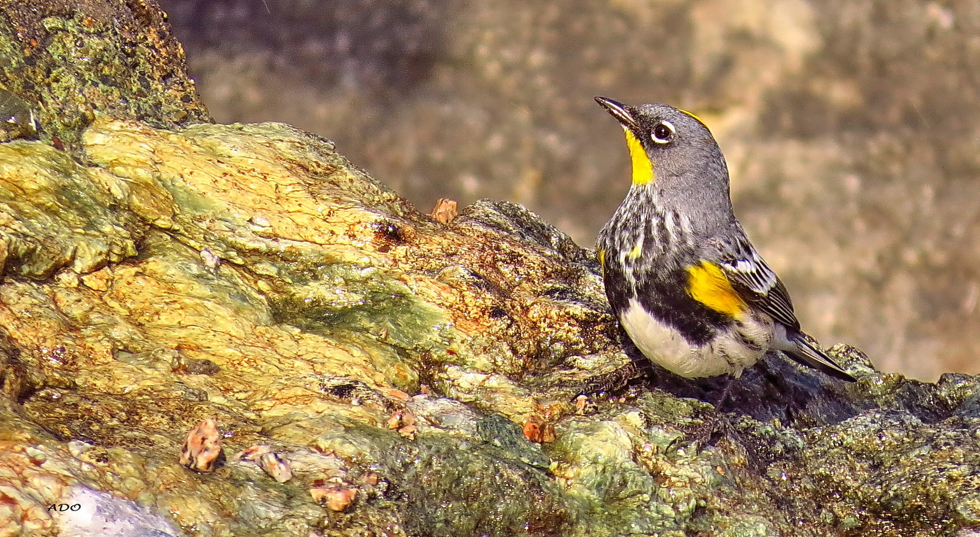 A Pine Siskin