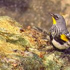 A Pine Siskin