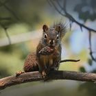 a pinecone snack 