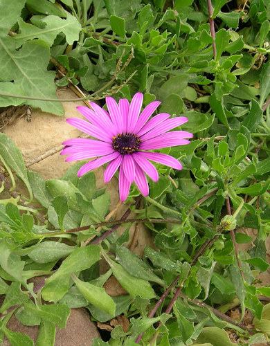 A Pink Flower