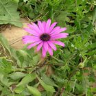 A Pink Flower