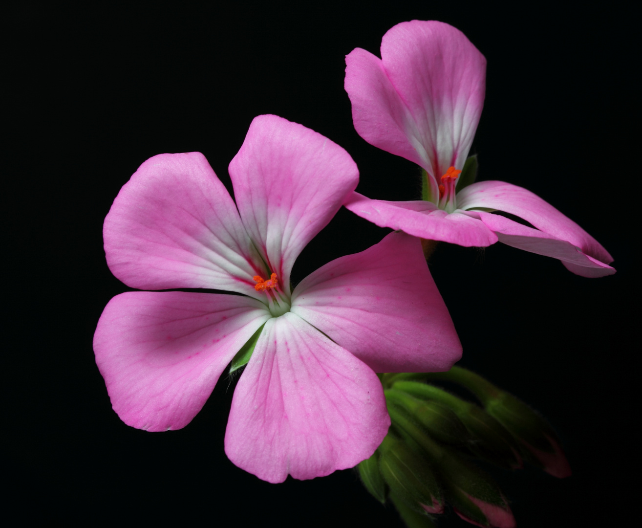 A pink flower