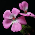 A pink flower