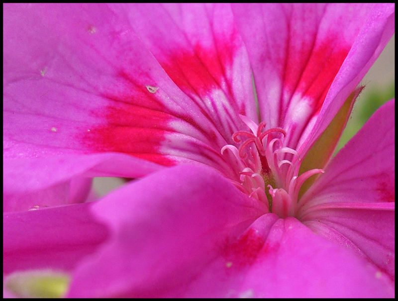 A Pink Flower1