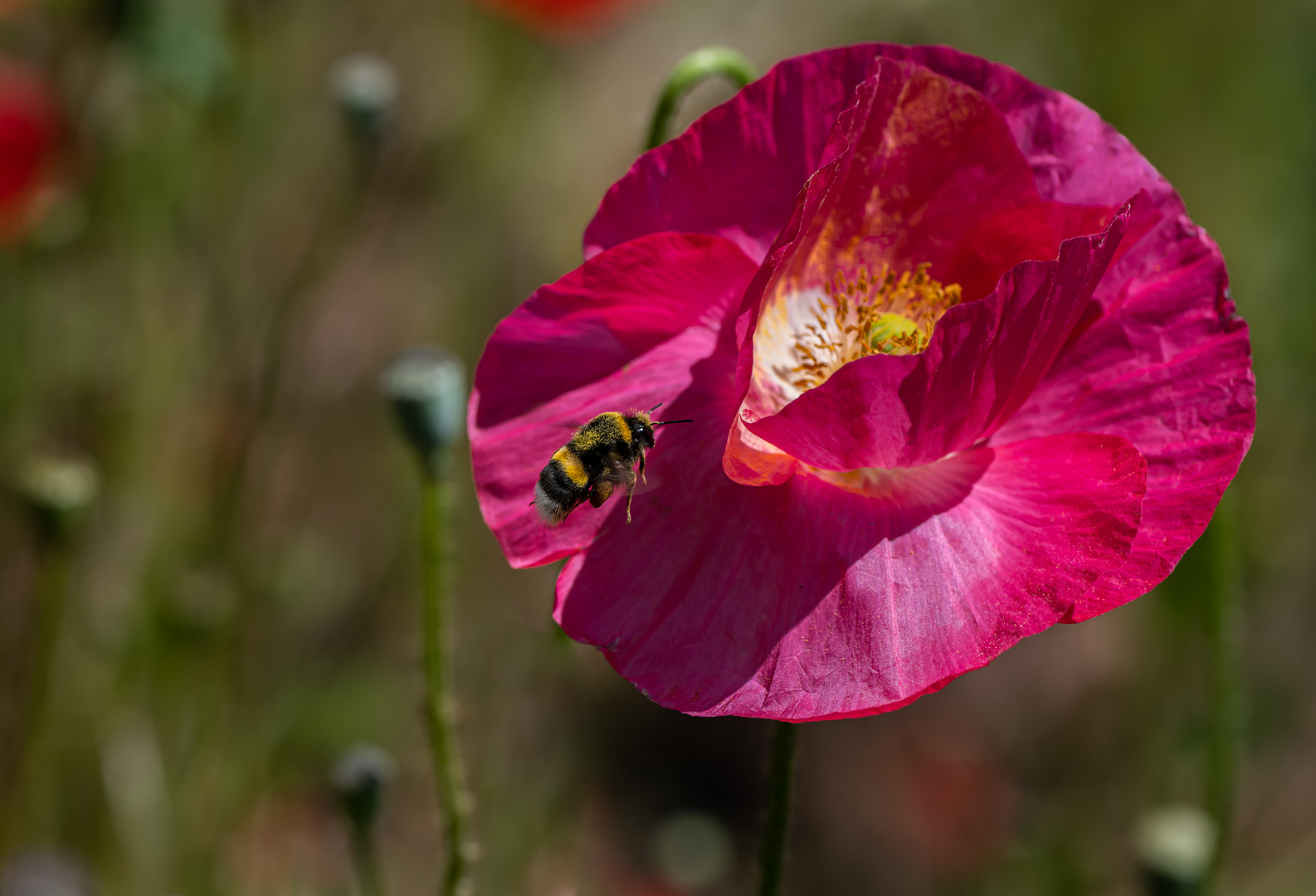 A pink poppy