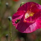 A pink poppy