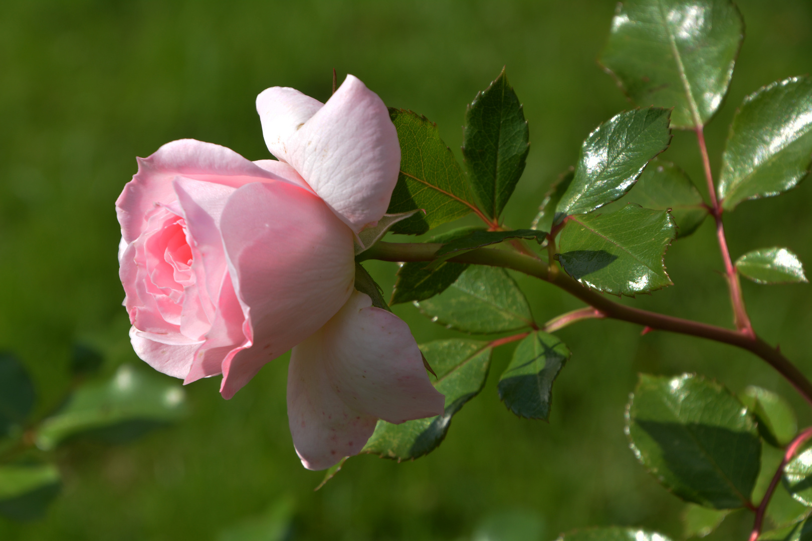 A pink rose