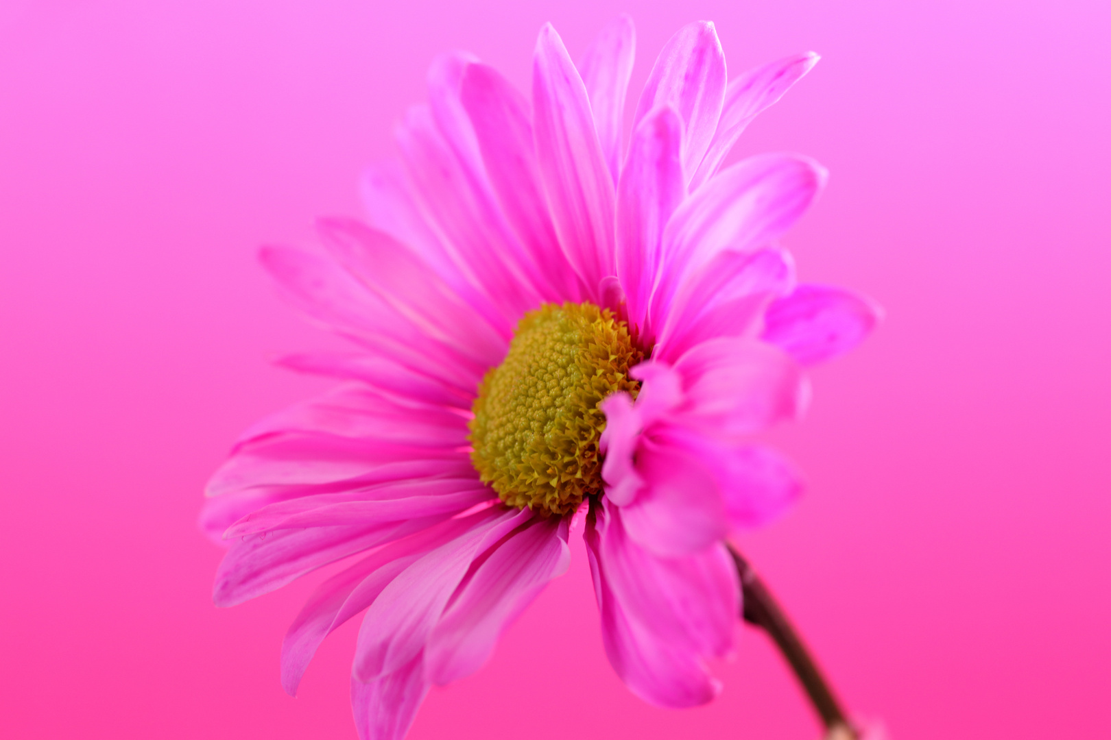 A pink Shasta Daisy 