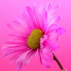 A pink Shasta Daisy 