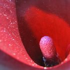 A Pink Zantedeschia