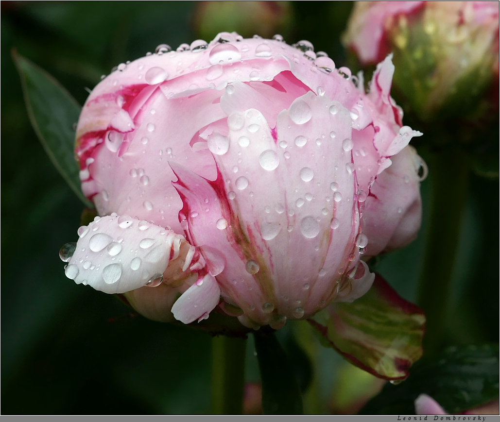 A pion after rain