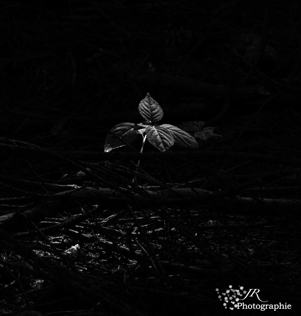 a plant in the Dark of the trees.