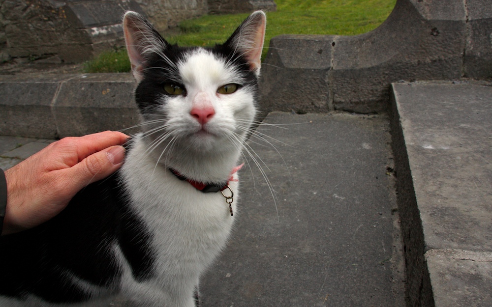 a playful cat