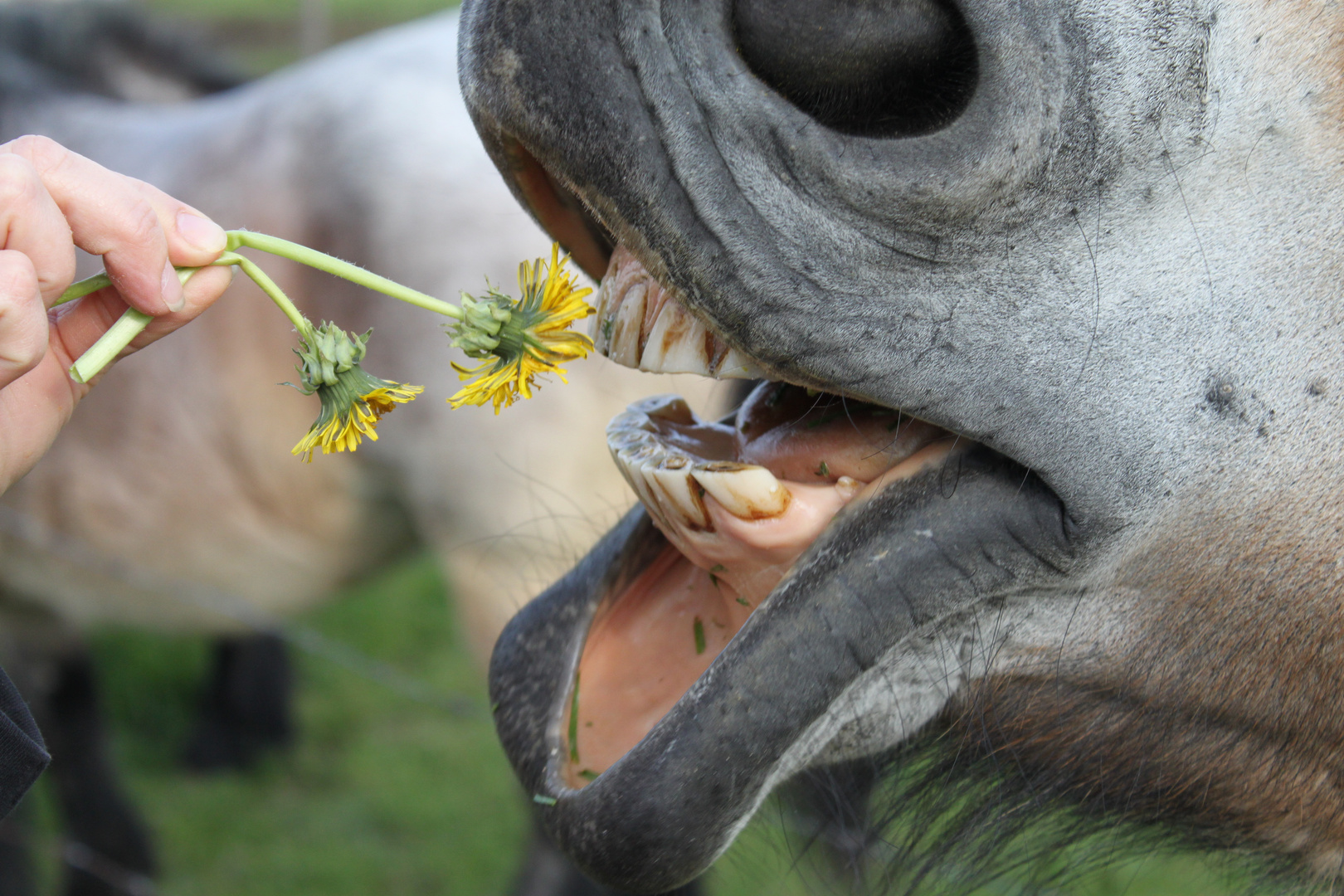 a pleine dents