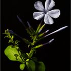 A Plumbago flower