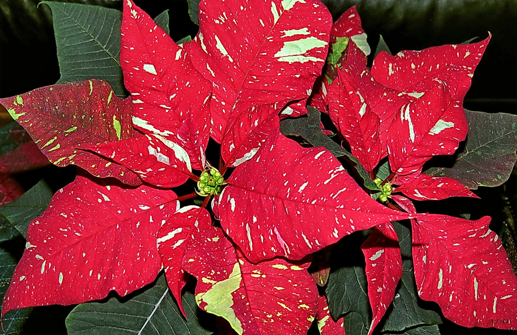 A Poinsettia