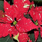 A Poinsettia