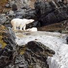 A polar bear mother mourning her cub