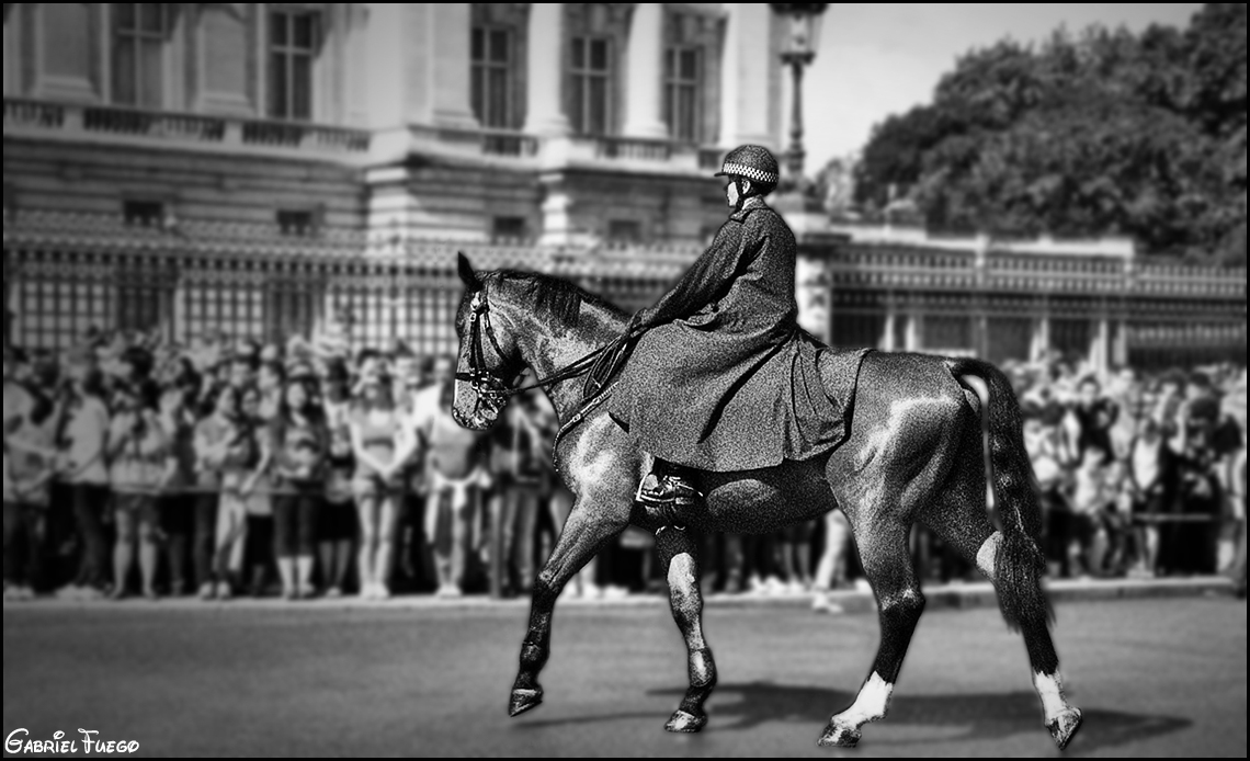 A POLICE HORSE