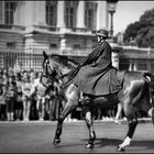 A POLICE HORSE