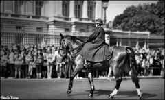 A POLICE HORSE