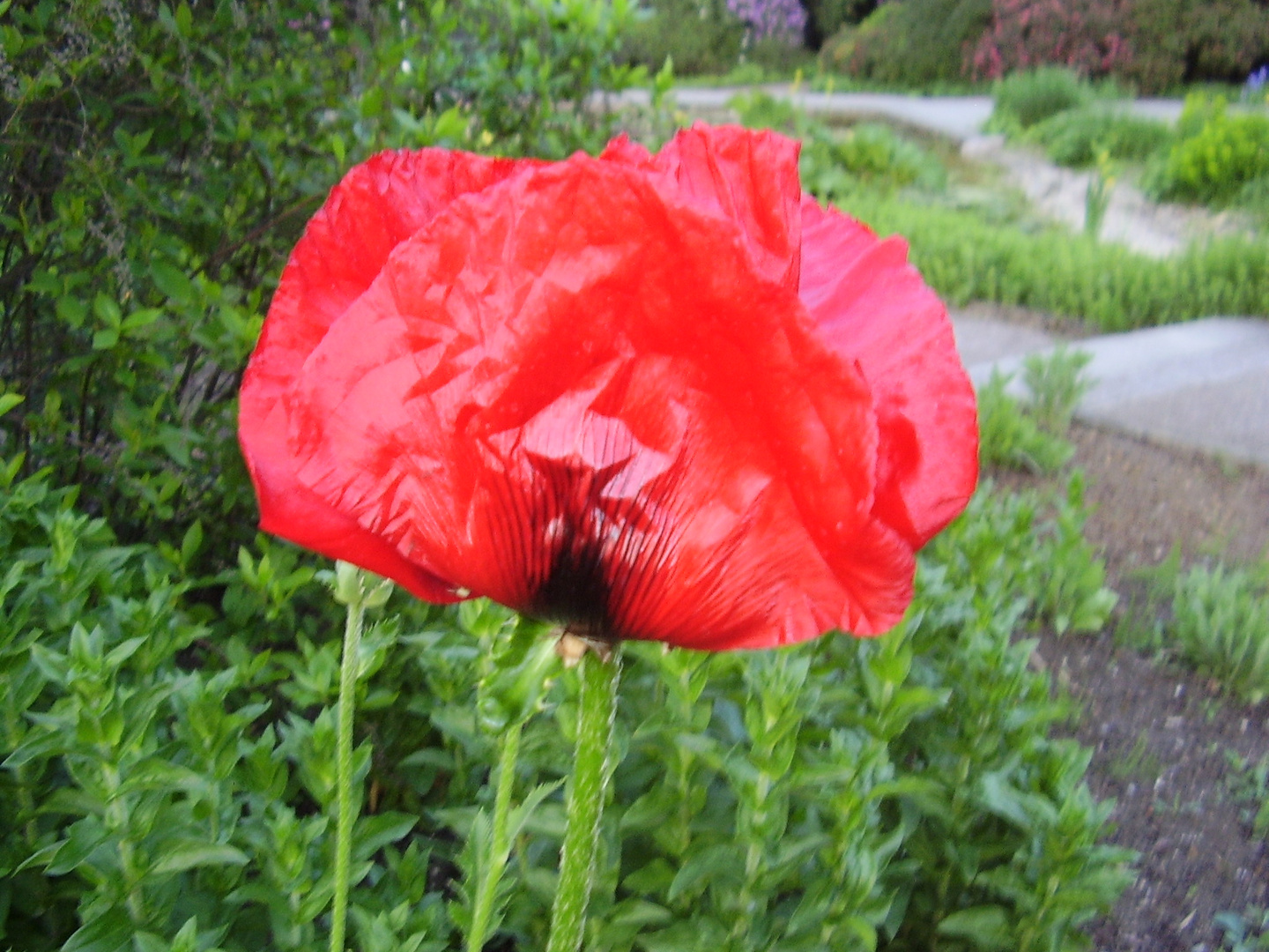 A poppie portrait