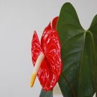 A Portrait, Anthurium