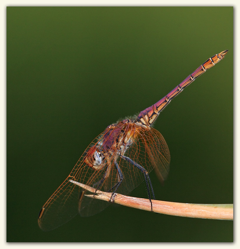 A posing dragonfly...