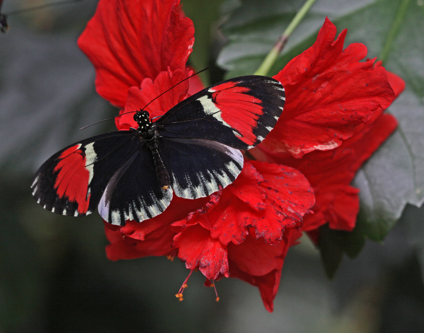 A Postman Butterfly