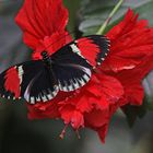 A Postman Butterfly  (Heliconius melpomene)