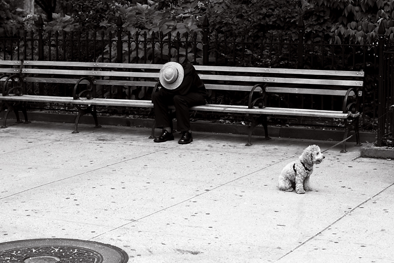 A power napper and a dog in washington Square Park, NYC