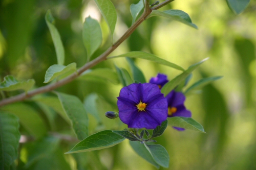 A pretty flower