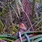 A proboscis monkey at the riverside