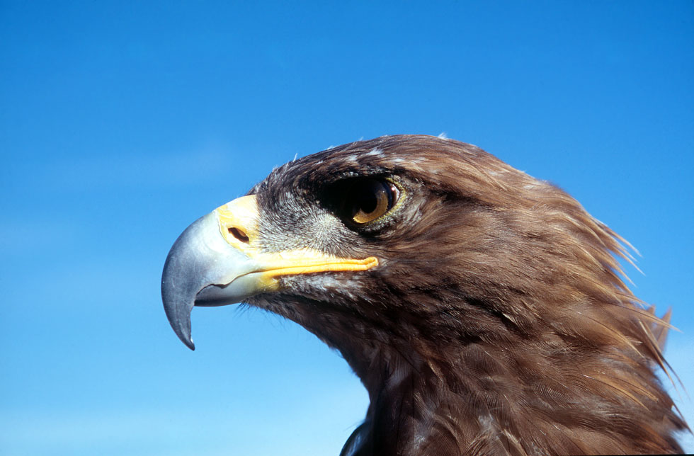 A proud Golden Eagle